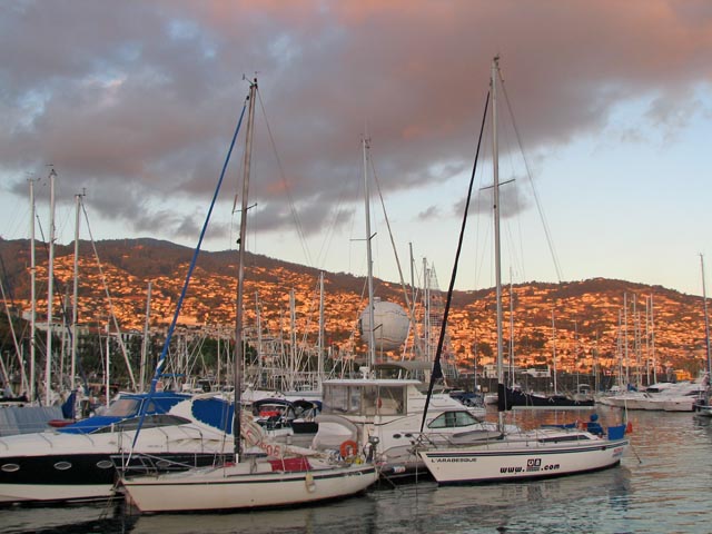 (Basile in Funchal, Madeira)